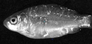 Plateforme vaccinale