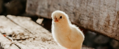 Poussin à l'air libre