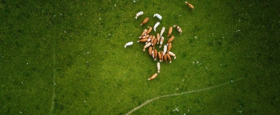Troupeau de vache dans un champs expérimentale