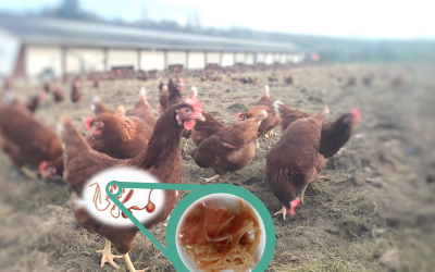 Poule et ascaris